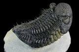 Spiny Drotops Armatus Trilobite - Top Quality Specimen #125097-5